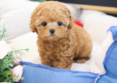 TOY POODLE YAVRULARIM